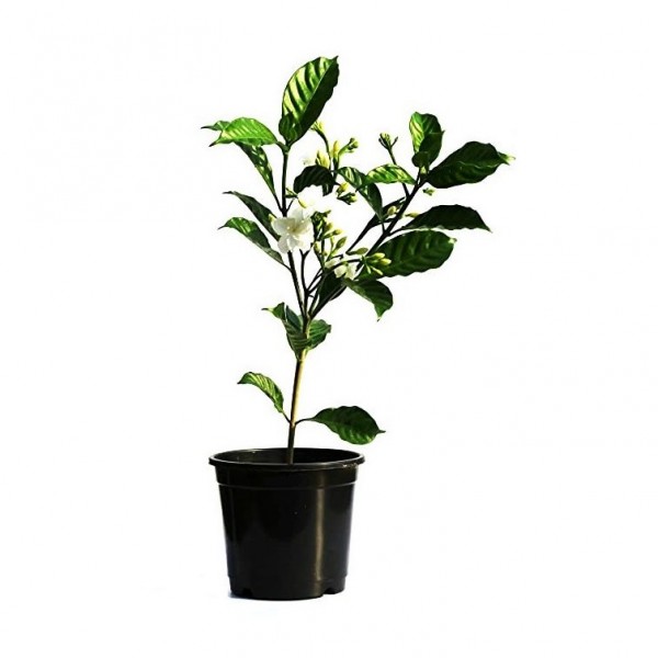 Tagar Double Plant - Crape Jasmine, Tabernaemontana, Chandani plant